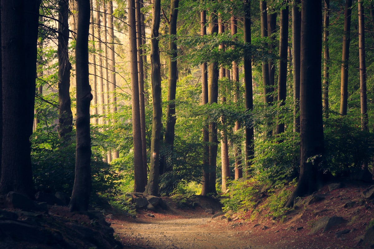 Morning light through tall forest trees
