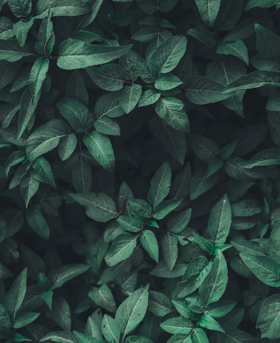 Textured green leaves in soft light