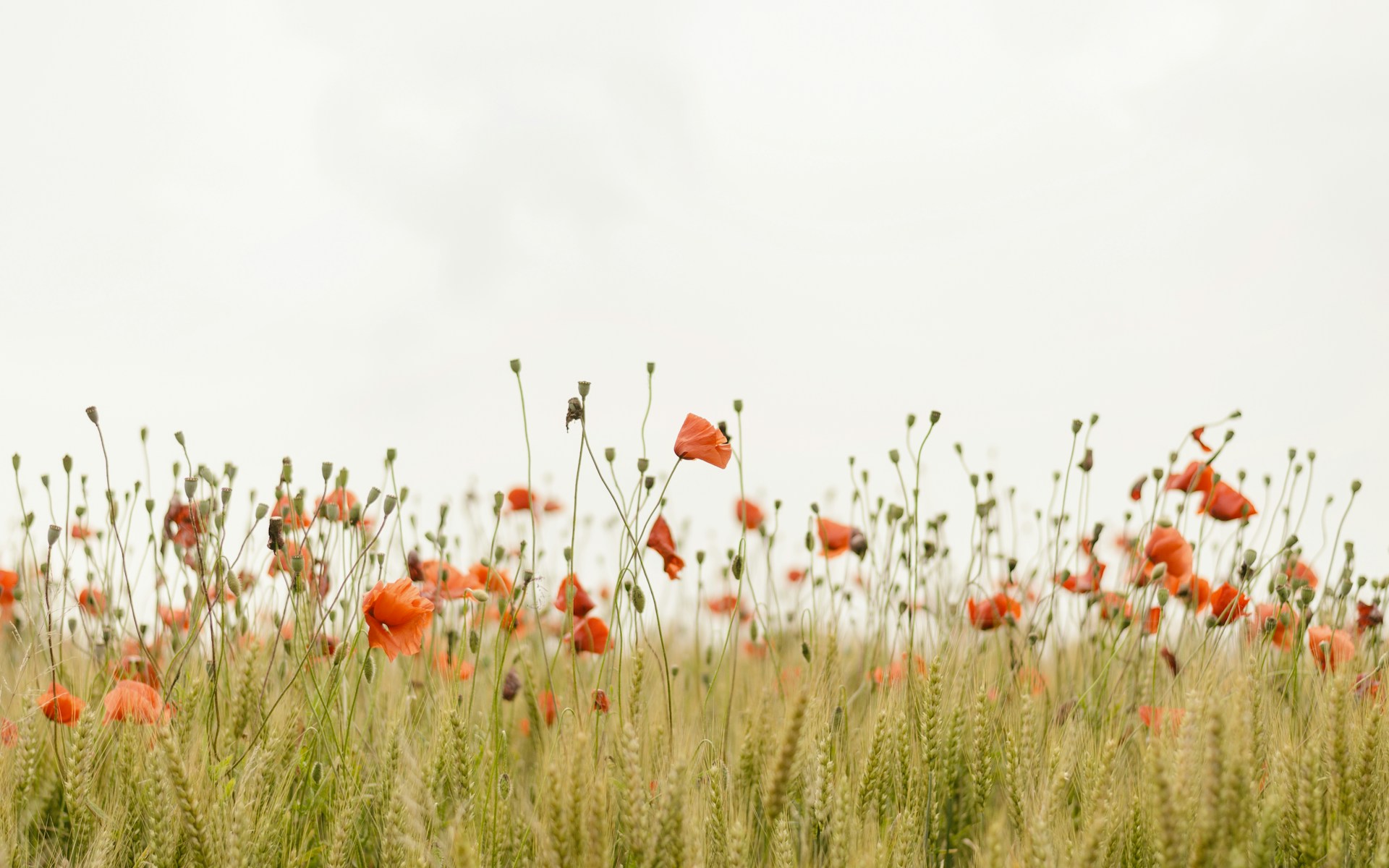 Field of red poppies